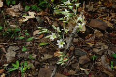 Dendrobium ovatum
